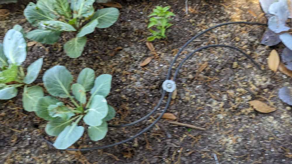 Irrigation image