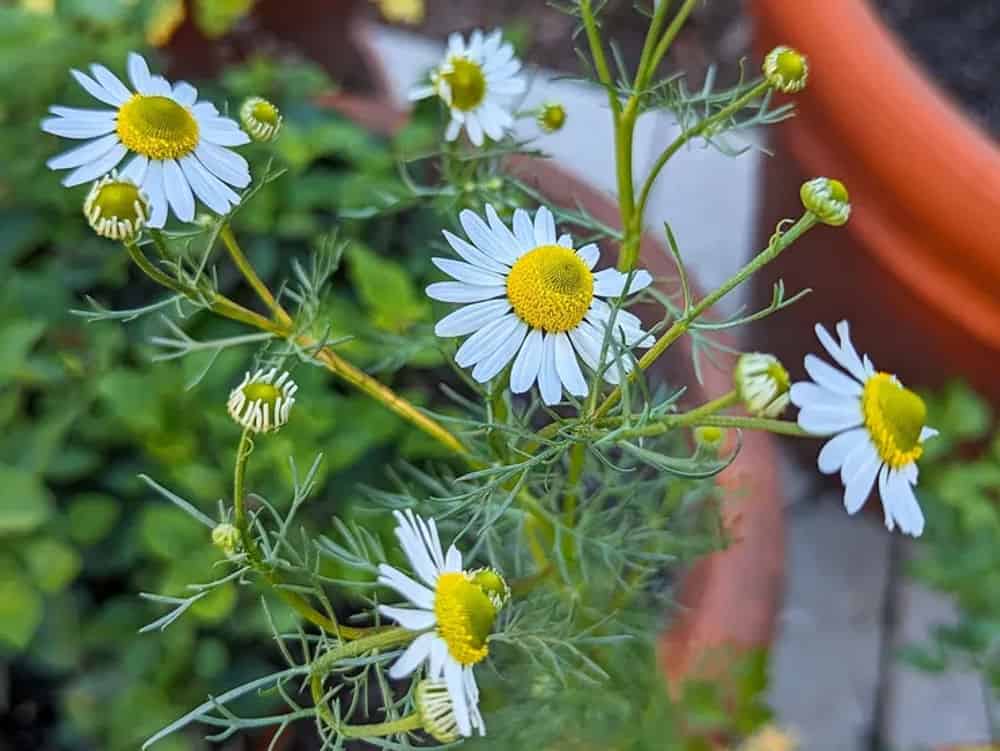 Garden Maintenance & Monitoring image