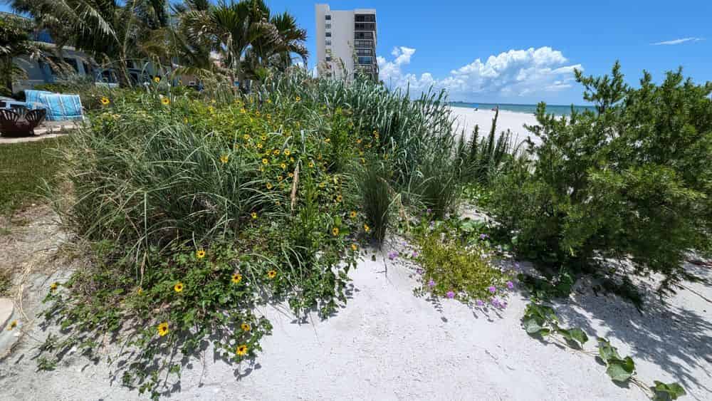 Native Garden Design image