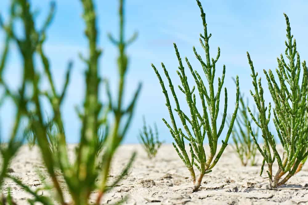 Specimen Tree Sourcing and Planting image