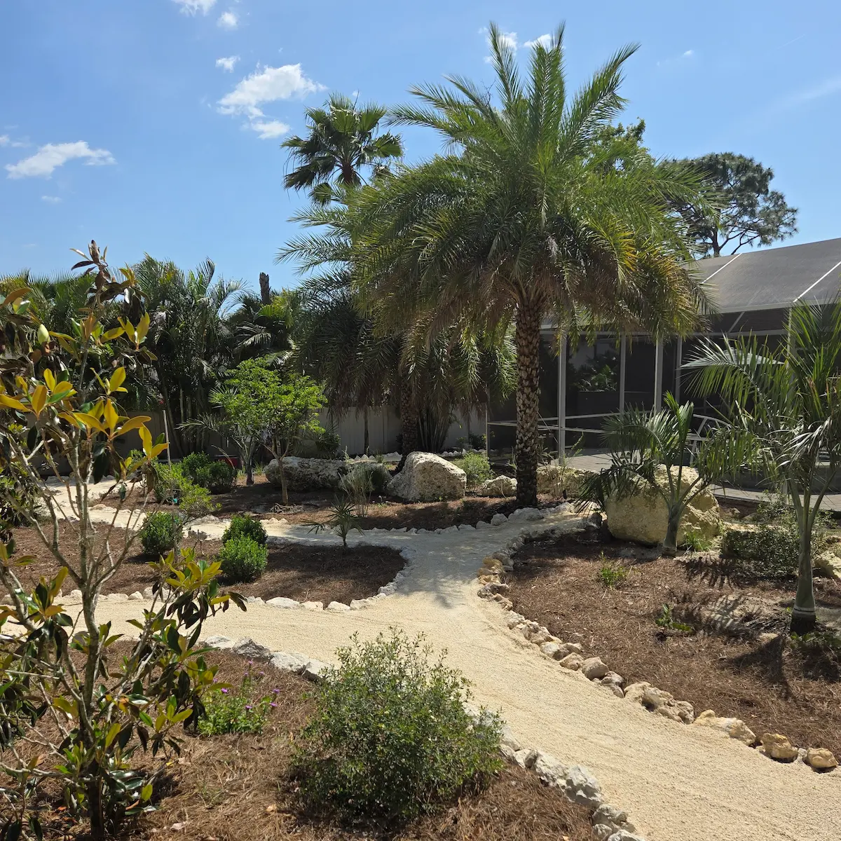 Native backyard pathway — Tarpon Springs, FL Native landscape with crushed shell pathway and specimen palm installed by Living Spaces Gardening in Tarpon Springs FL