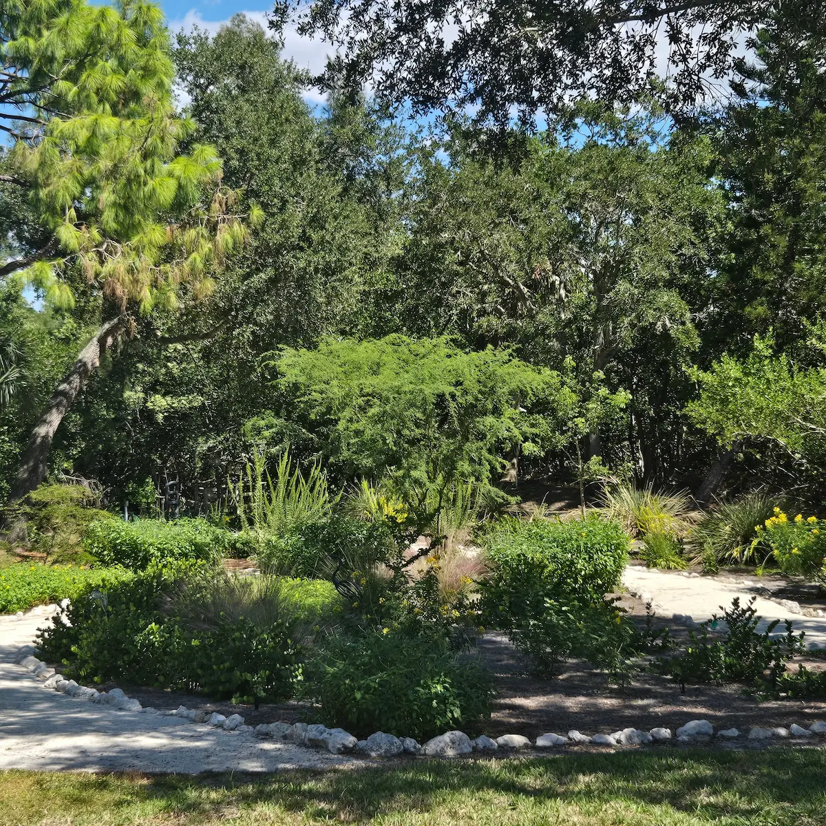 Salt-tolerant native garden — St. Petersburg, FL Salt-tolerant native garden with limestone border and mature tree canopy designed by Living Spaces Gardening in St Petersburg FL