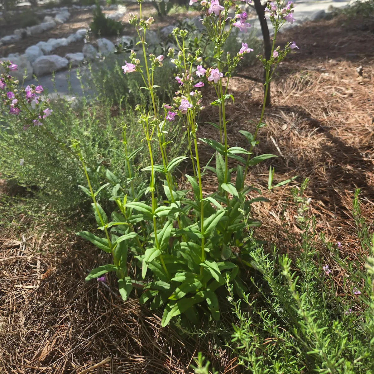 Native wildflowers — St. Petersburg, FL Native pink wildflowers blooming in pine straw mulch garden by Living Spaces Gardening in St Petersburg FL