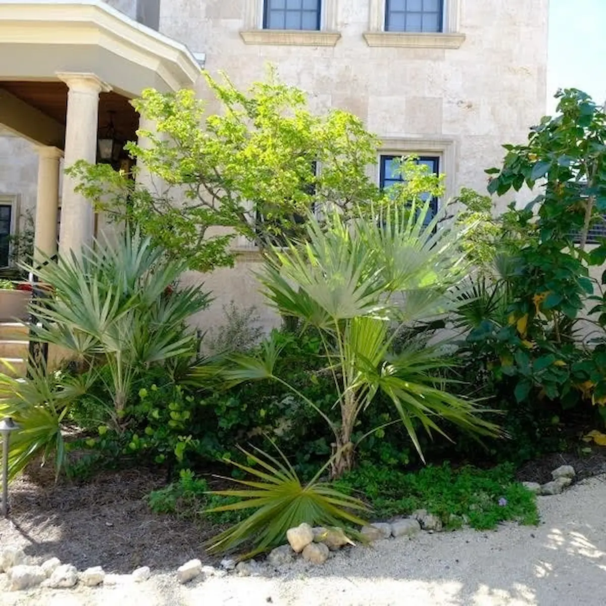 Hurricane-resistant native landscape — Tampa Bay, FL Hurricane-resistant native landscape with fan palms and limestone border by Living Spaces Gardening in Tampa Bay FL