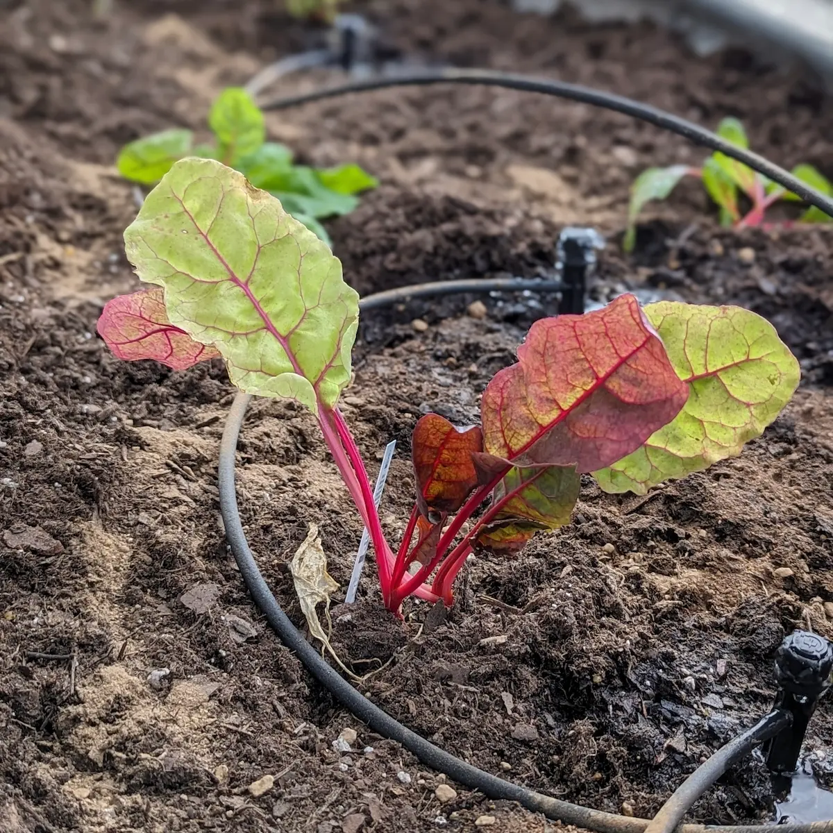 Chard seedling with drip irrigation — St. Petersburg, FL Swiss chard seedling with drip irrigation line in raised bed by Living Spaces Gardening in St Petersburg FL