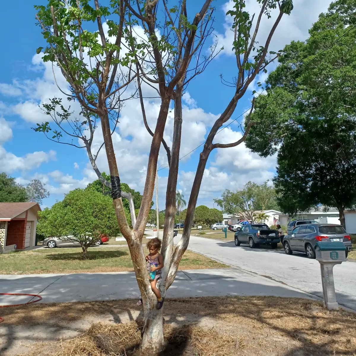 Specimen gumbo limbo — Largo, FL 22-foot gumbo limbo specimen tree planted by Living Spaces Gardening in Largo FL