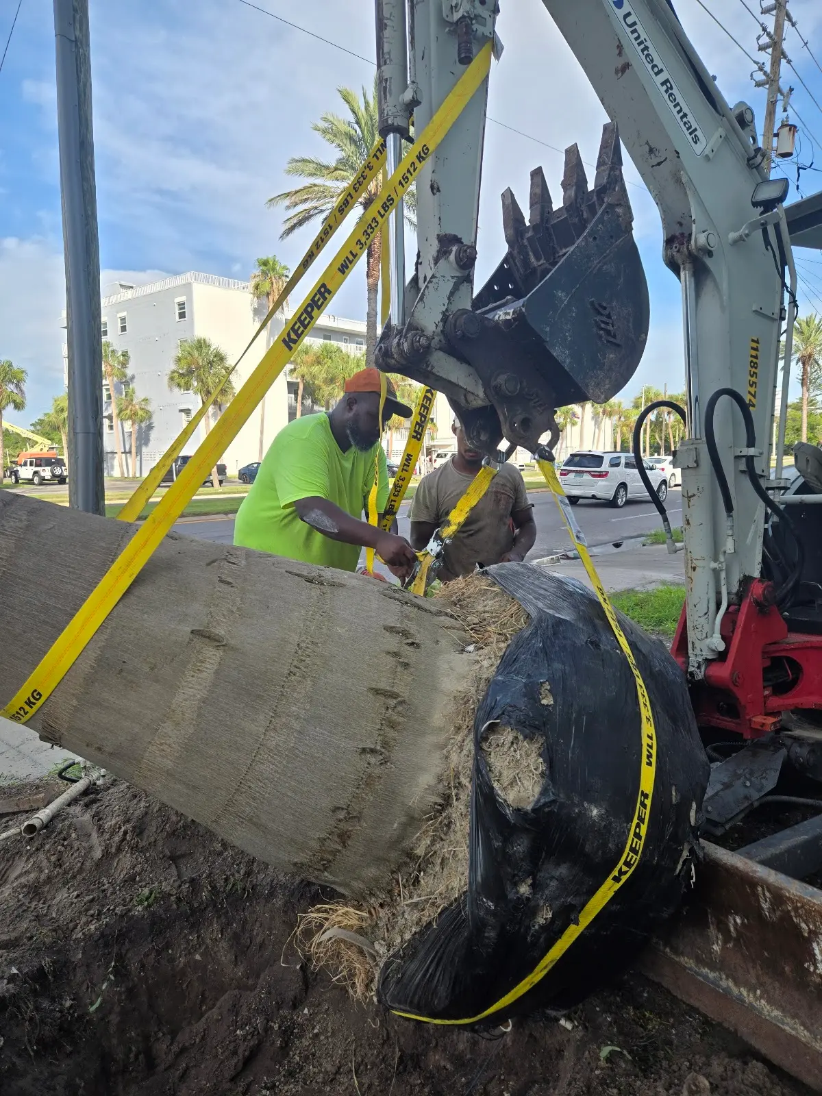 Specimen tree sourcing by Living Spaces Gardening Mature native specimen tree installed in Tampa Bay garden
